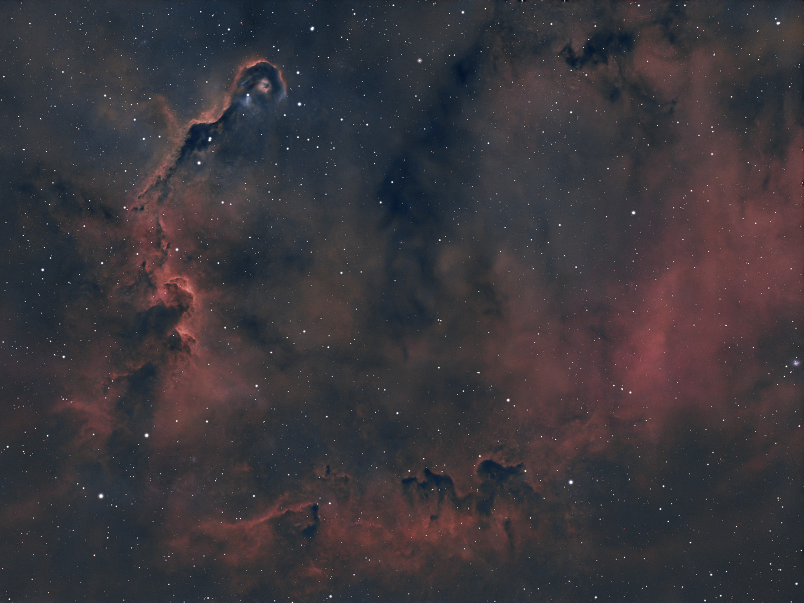 IC 1396A – Trompa de Elefante