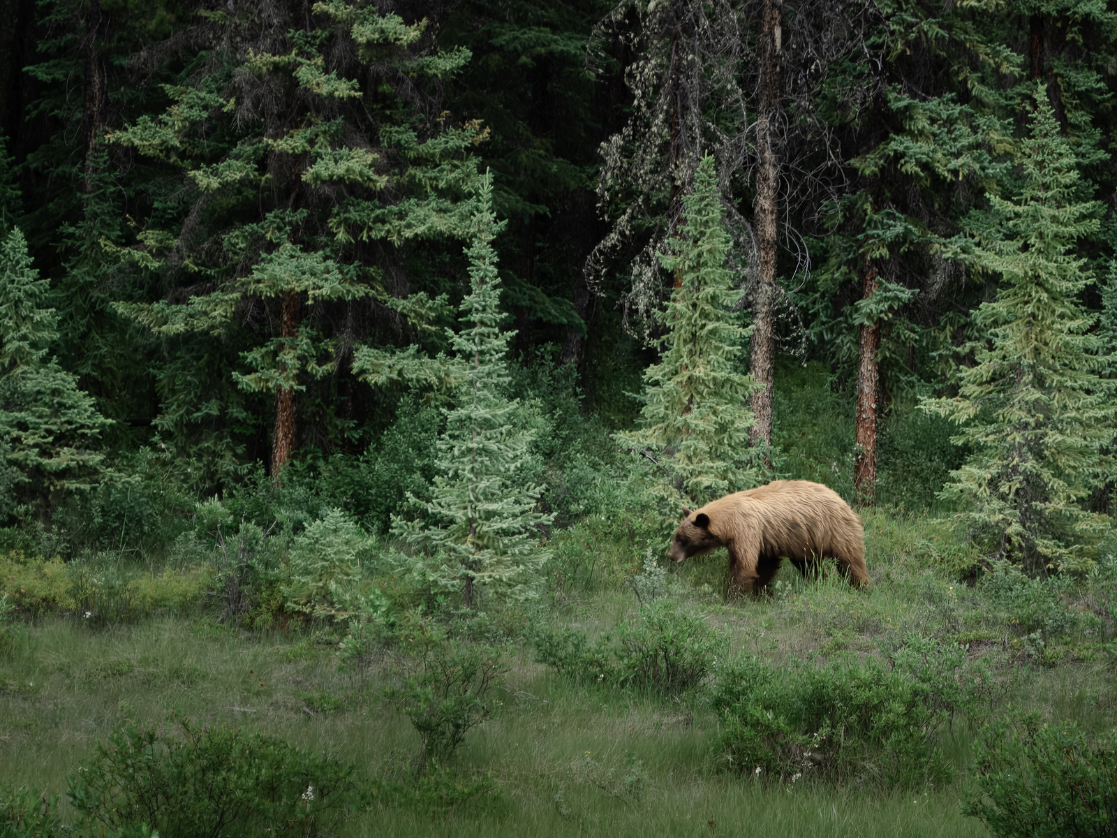 Oso en el bosque, Montañas Rocosas