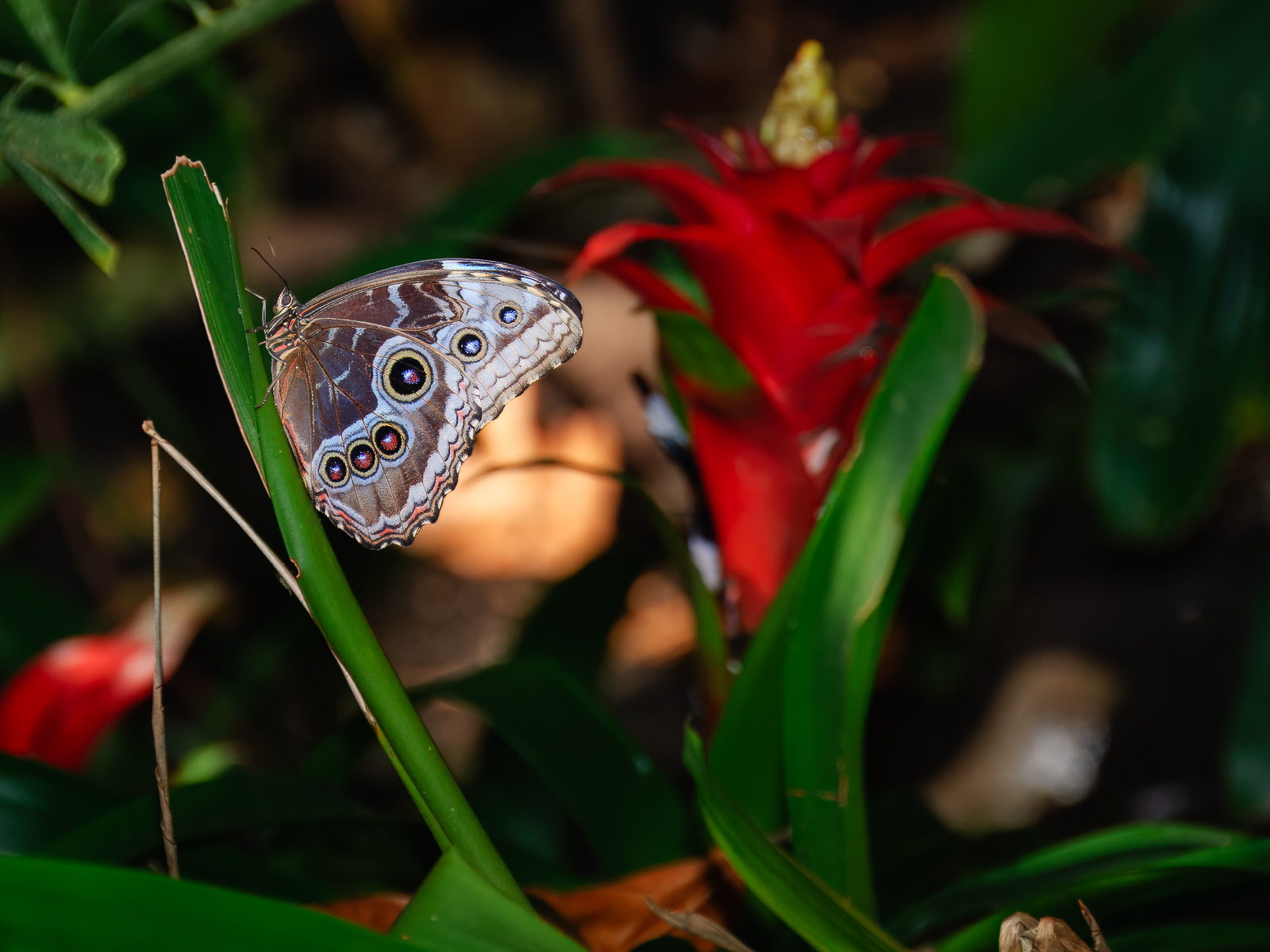 Morpho azul