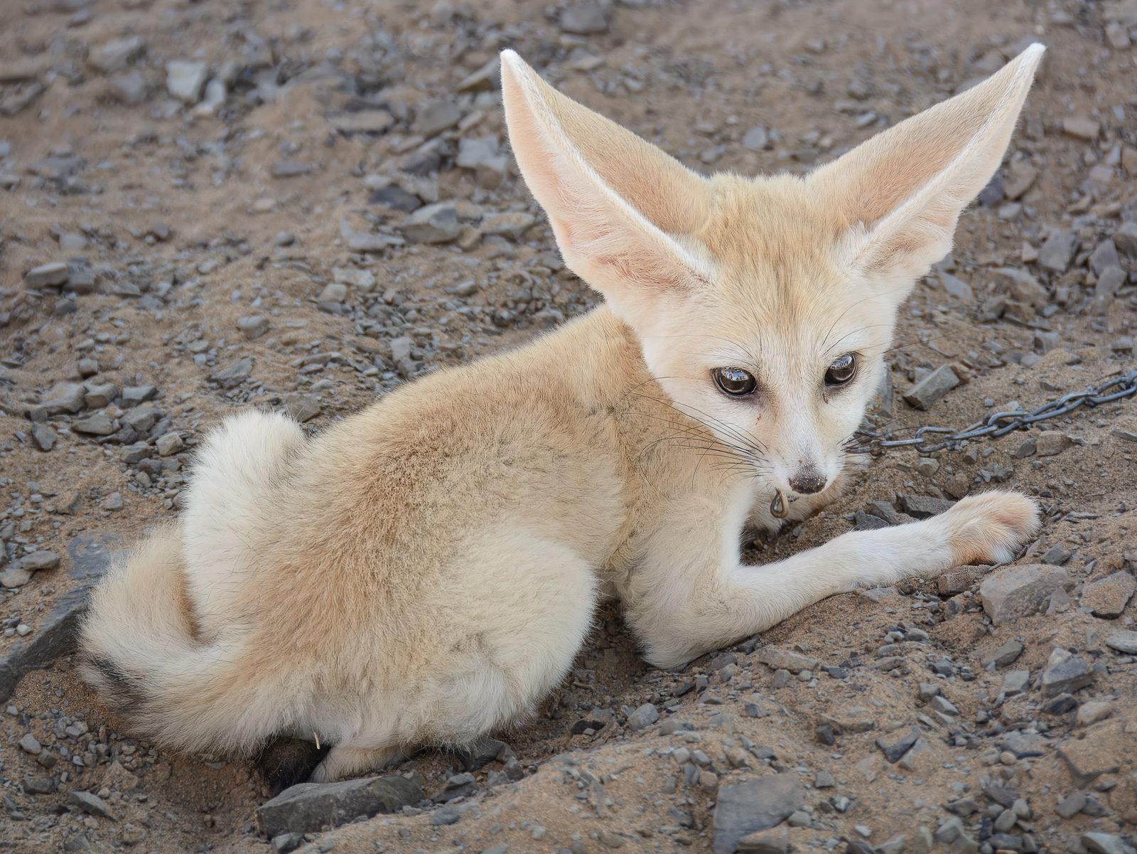 Fennec, Sáhara