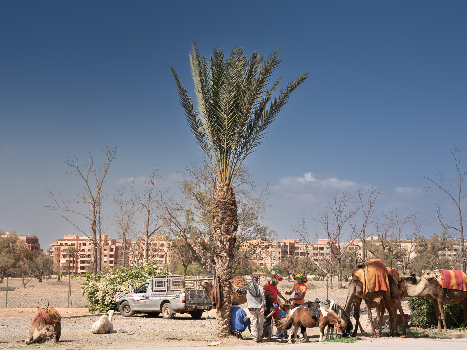 La palmera solitaria