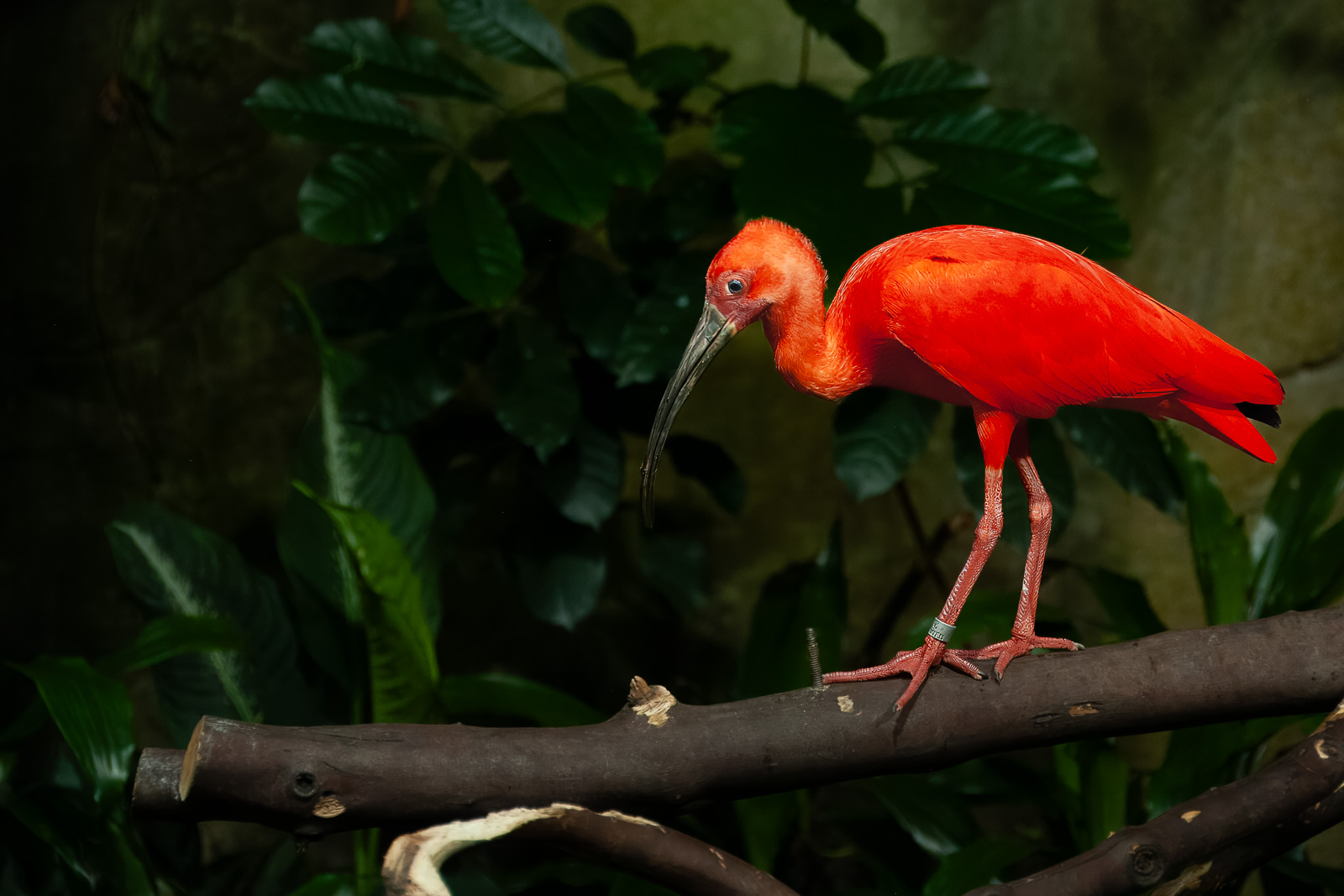 Ibis escarlata