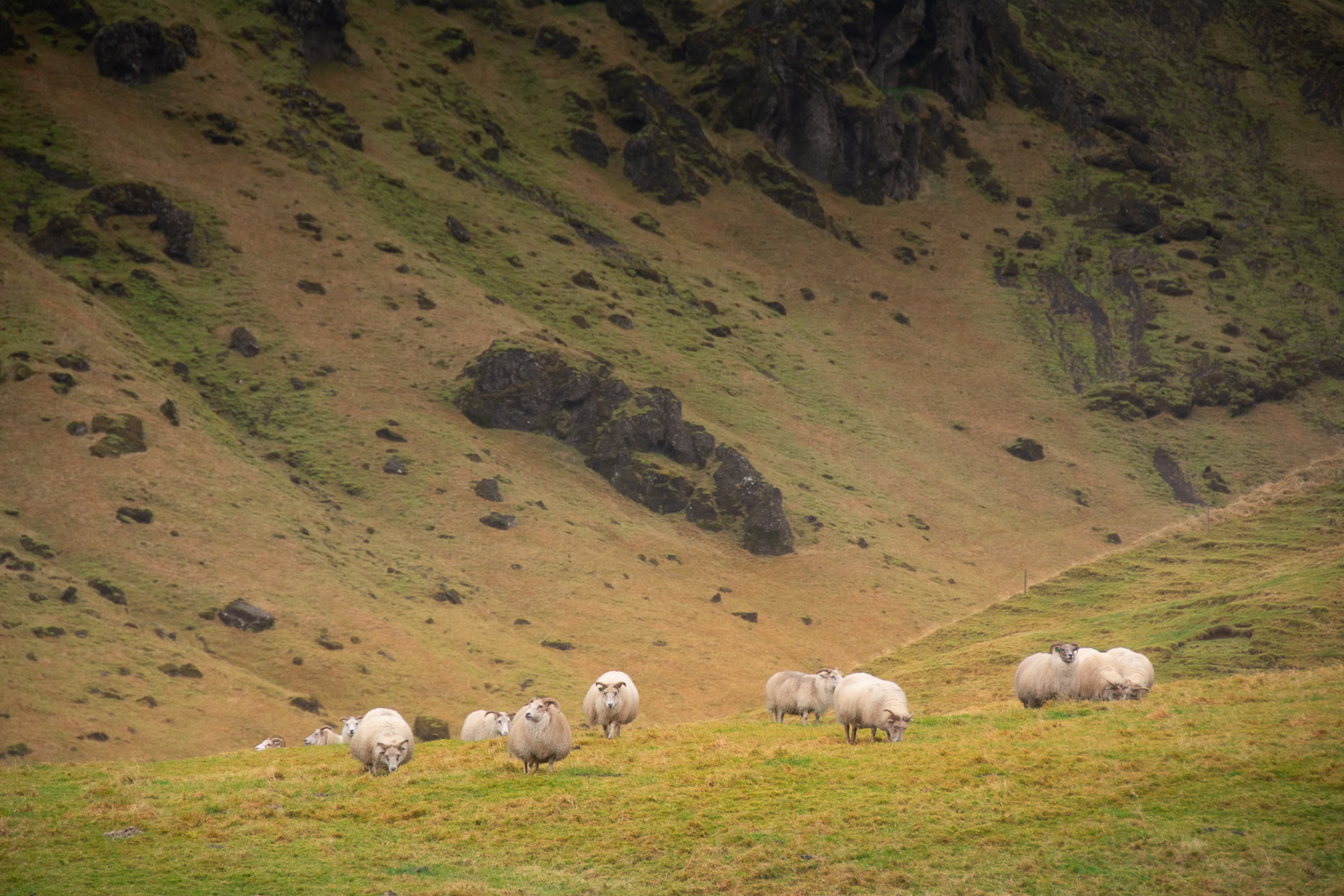 Vikingos con lana, Oeste de Islandia — Fran Bataller